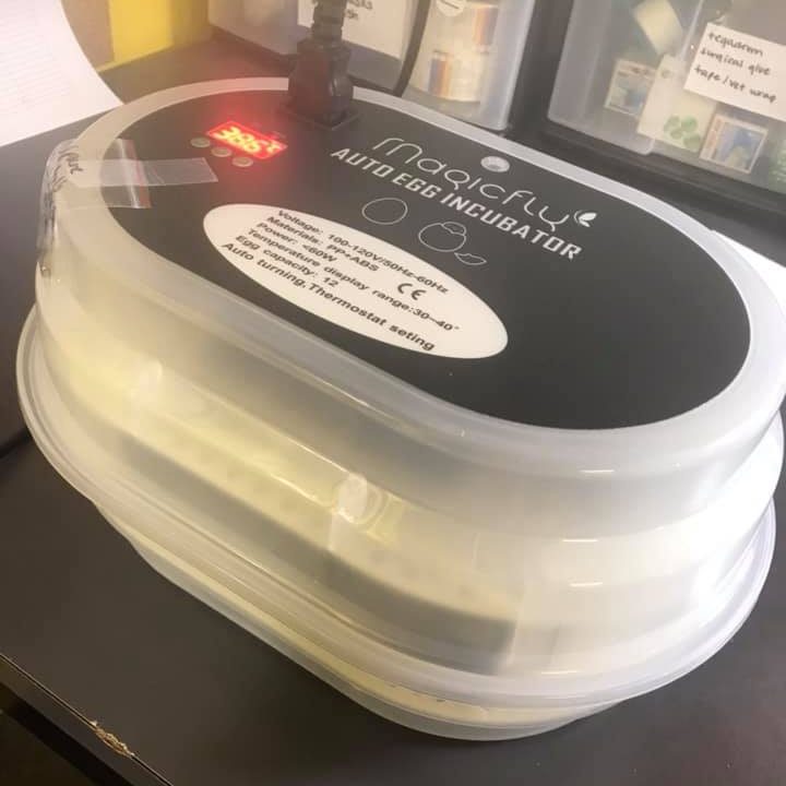 Magicfly automatic egg turner incubator.