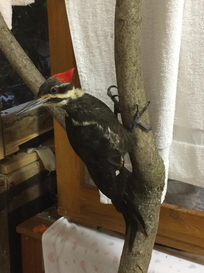 Female pileated woodpecker.