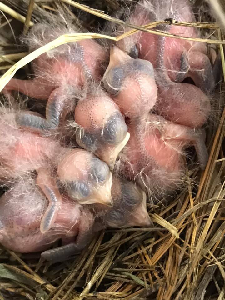 Hatchling swallows.