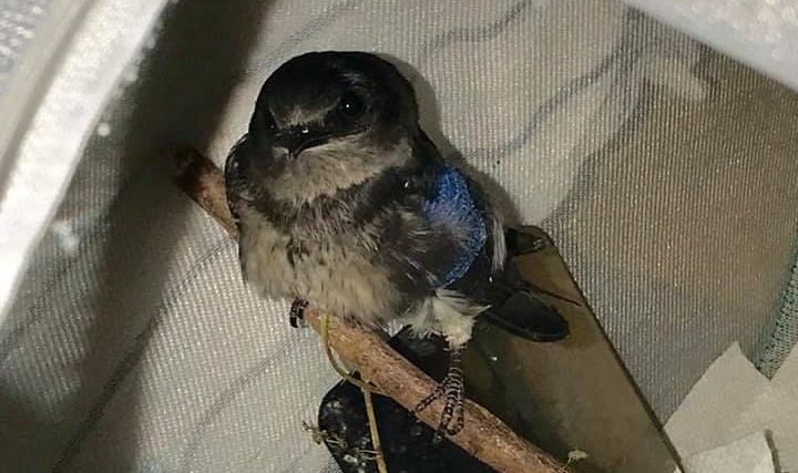 Juvenile purple martin.