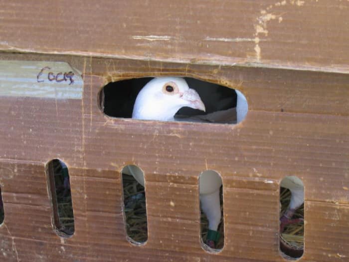 Pigeon in a box.