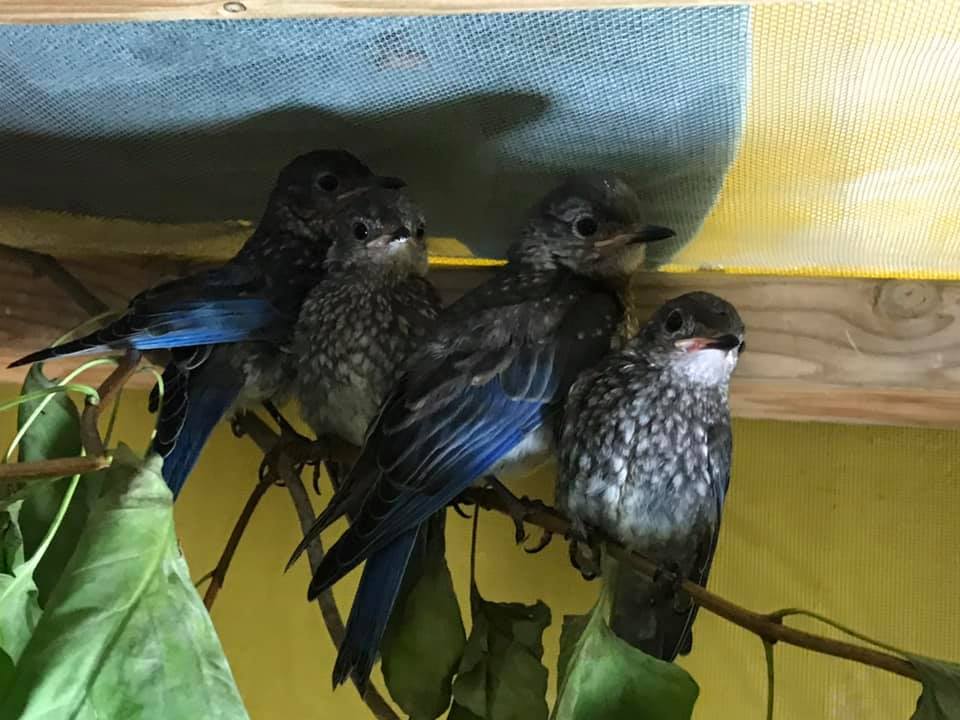 Juvenile eastern bluebirds.
