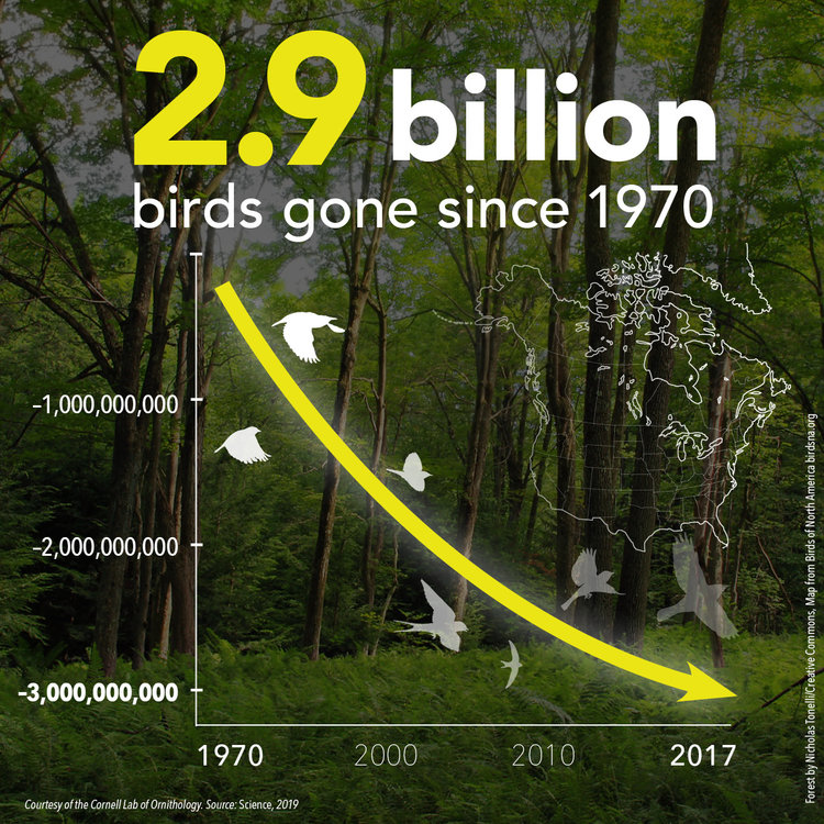 #BringBirdsBack | Bird Center Of Michigan