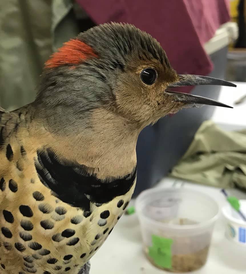 Northern flicker recovering from window collision.