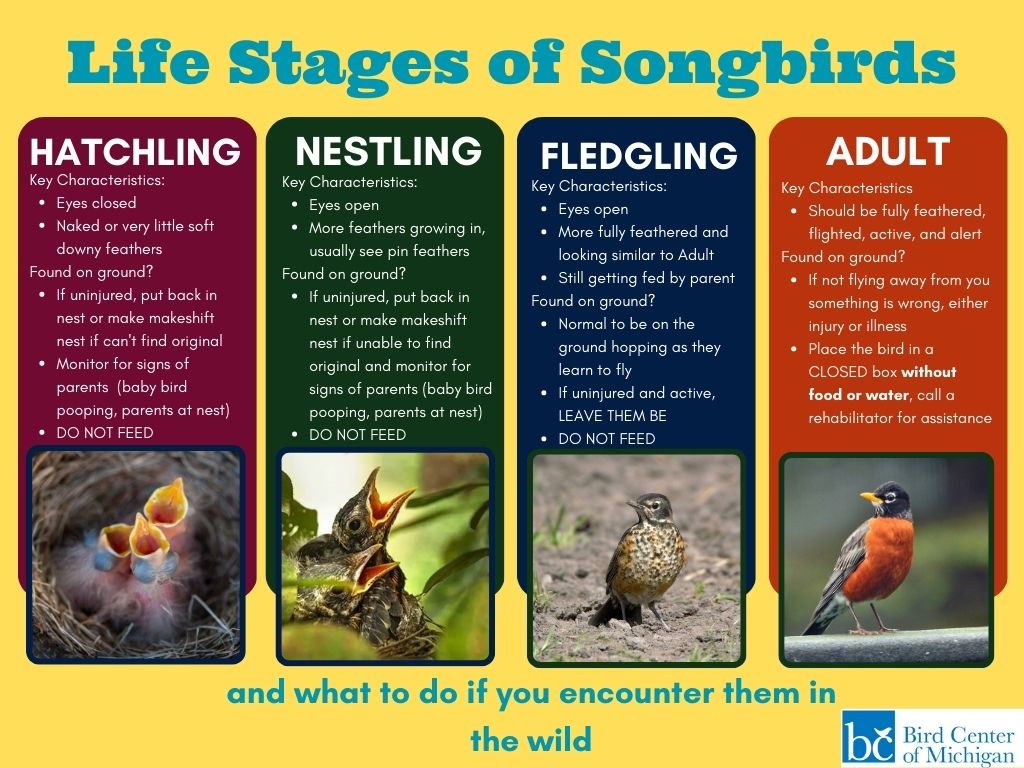 Bird Nesting Stages  Lyric Wild Bird Food